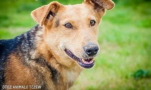 OTOZ Animals - Megi - wesoła suczka czeka z nadzie