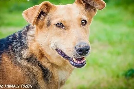 OTOZ Animals - Megi - wesoła suczka czeka z nadzie
