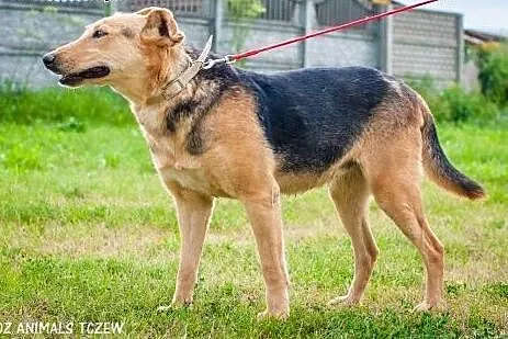 OTOZ Animals - Megi - wesoła suczka czeka z nadzie