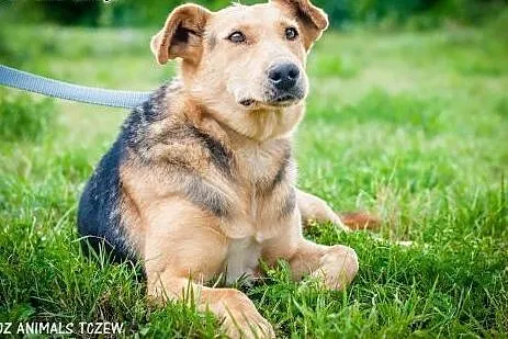 OTOZ Animals - Megi - wesoła suczka czeka z nadzie