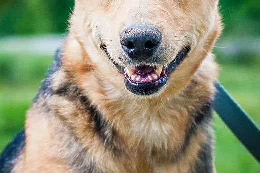 OTOZ Animals - Megi - wesoła suczka czeka z nadzie