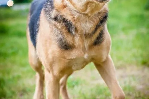 OTOZ Animals - Megi - wesoła suczka czeka z nadzie