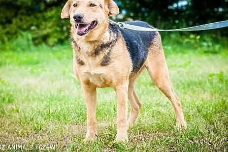 OTOZ Animals - Megi - wesoła suczka czeka z nadzie