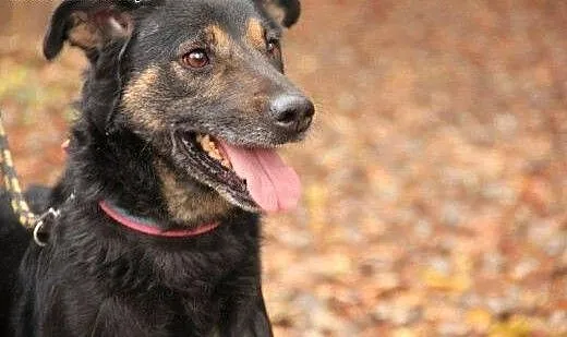 Tesik - piesek jakiego szukasz gotowy do adopcji,