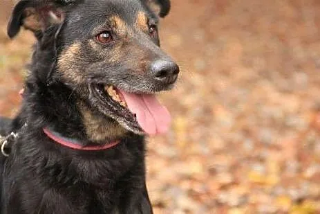 Tesik - piesek jakiego szukasz gotowy do adopcji, 