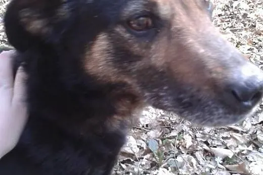 Tesik - piesek jakiego szukasz gotowy do adopcji, 