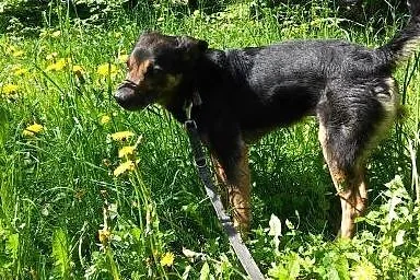 Tesik - piesek jakiego szukasz gotowy do adopcji, 