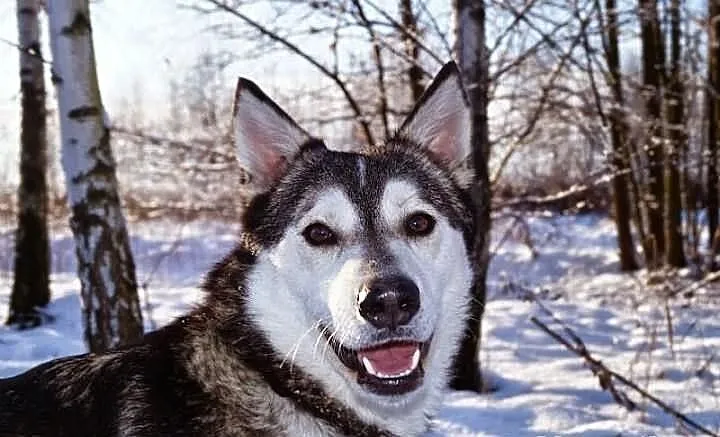 Misiek, siberian husky szuka domu