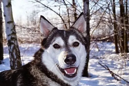 Misiek, siberian husky szuka domu