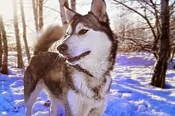 Misiek, siberian husky szuka domu