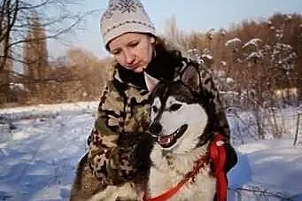 Misiek, siberian husky szuka domu