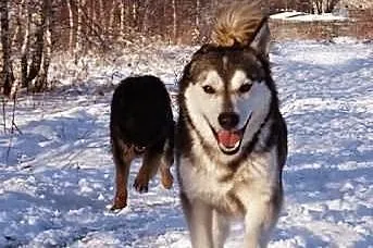 Misiek, siberian husky szuka domu