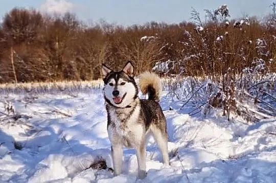 Misiek, siberian husky szuka domu