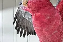 Kakadu Rozowa para