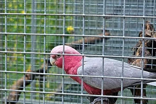 Kakadu Rozowa para, Małopolskie, Kraków