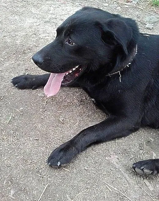 Czarny labrador Julek szuka pilnie domu, małopols
