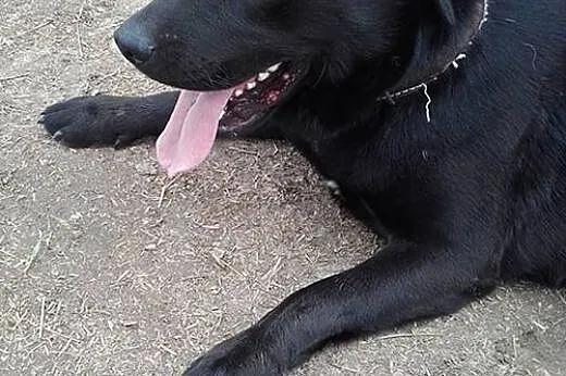 Czarny labrador Julek szuka pilnie domu, małopolskie Kraków