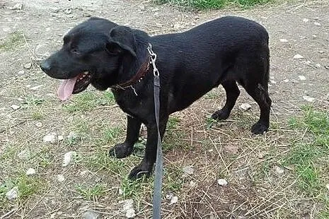 Czarny labrador Julek szuka pilnie domu,  małopols
