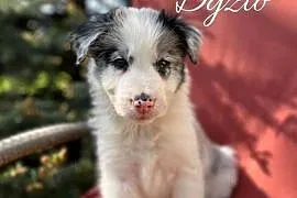 Szczeniak border collie z rodowodem (z badaniami gen. rodziców)