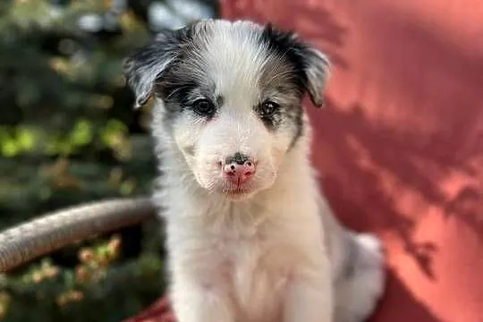 Szczeniak border collie z rodowodem (z badaniami gen. rodziców), Świętokrzyskie, Wola Murowana