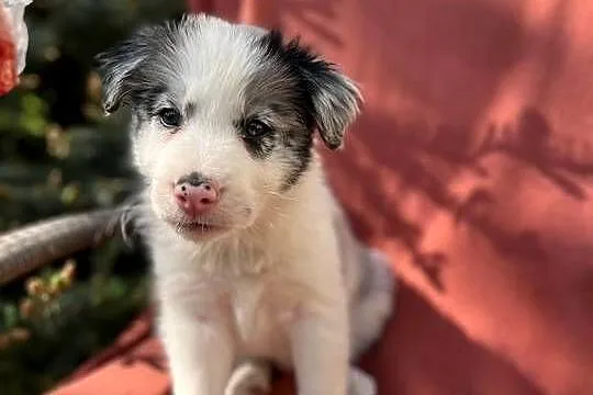 Szczeniak border collie z rodowodem (z badaniami gen. rodziców), Świętokrzyskie, Wola Murowana