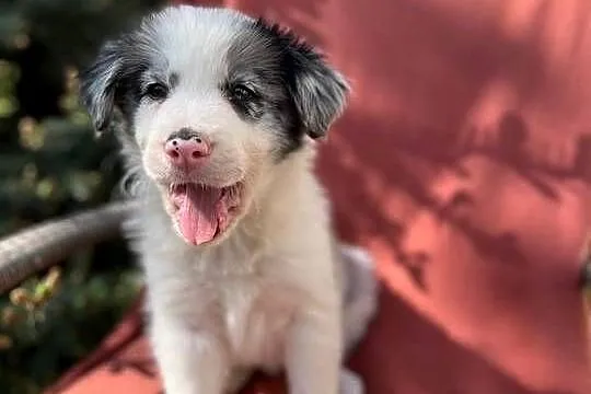 Szczeniak border collie z rodowodem (z badaniami gen. rodziców), Świętokrzyskie, Wola Murowana