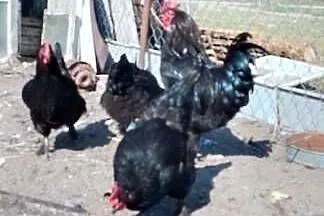 Sprzedam jaja lęgowe kur rasy marans