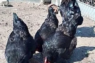 Sprzedam jaja lęgowe kur rasy marans, Mazowieckie, Sarnów