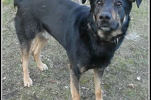Dyziek - kumpel i opiekunka w jednym! Adoptuj!,  m