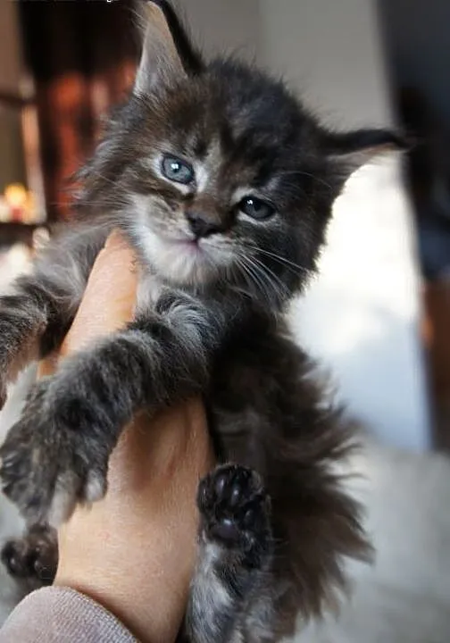 MAINE COON - do odbioru, , Koty maine coon cała P