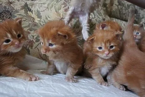 MAINE COON - do odbioru, ,  Koty maine coon cała P