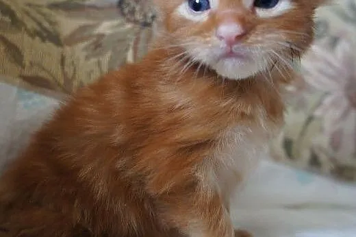 MAINE COON - do odbioru, ,  Koty maine coon cała P