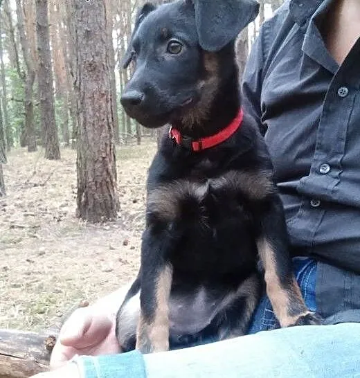 Maluszek poleca się do adopcji - Karmen 3 miesc,