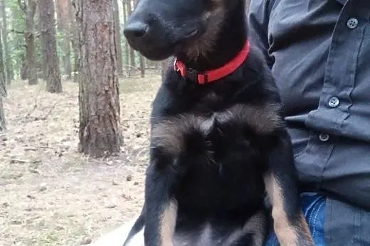 Maluszek poleca się do adopcji - Karmen 3 miesc,  