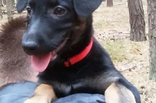 Maluszek poleca się do adopcji - Karmen 3 miesc,  