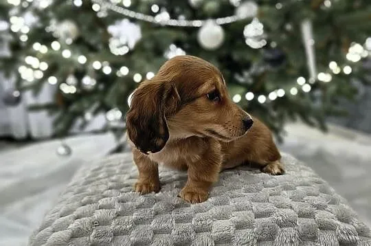 Jamnik długowłosy miniaturowy rudy gen kremowy, Łódzkie, Żychlin