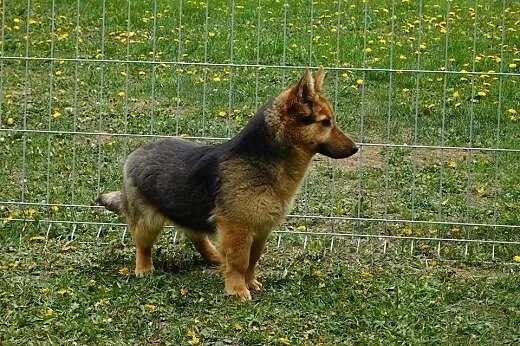 Beti 1,5 roku sunia,  mazowieckie Warszawa