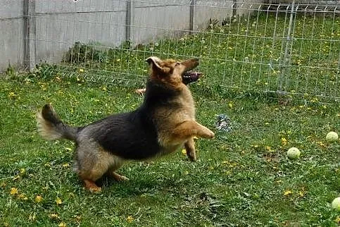 Beti 1,5 roku sunia,  mazowieckie Warszawa, Mazowieckie, Warszawa