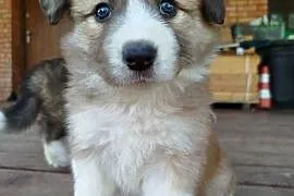 Border Collie ZKwP piesek