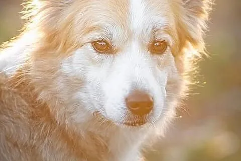 Border Collie ZKwP piesek, Łódzkie, Skierniewice