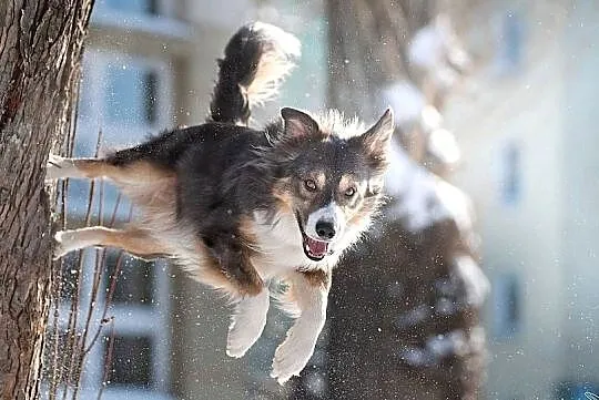 Border Collie ZKwP piesek, Łódzkie, Skierniewice