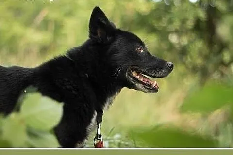 3 lata,12 kg,sympatyczny,grzeczny,spokojny psiak Ł