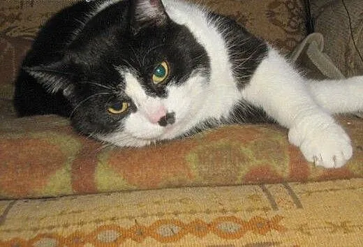 Armani do adopcji!!, łódzkie Łódź