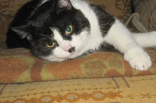 Armani do adopcji!!,  łódzkie Łódź