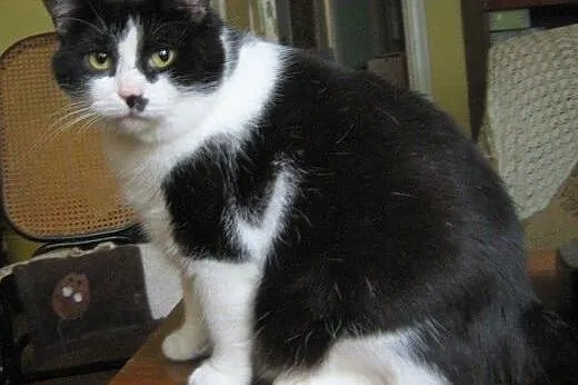 Armani do adopcji!!,  łódzkie Łódź