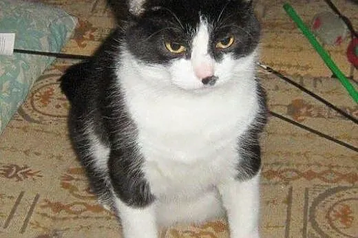 Armani do adopcji!!,  łódzkie Łódź