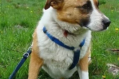Agusia/ Hiacynta / - piękna, ale bojaźliwa sunia c
