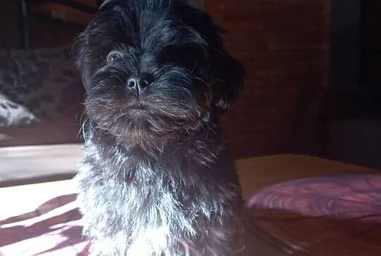 Rosyjska Bolonka Kolorowa piesek o imieniu Marlon, Wielkopolskie, Jarocin