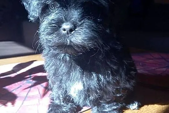 Rosyjska Bolonka Kolorowa piesek o imieniu Marlon, Wielkopolskie, Jarocin