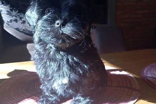 Rosyjska Bolonka Kolorowa piesek o imieniu Marlon, Wielkopolskie, Jarocin